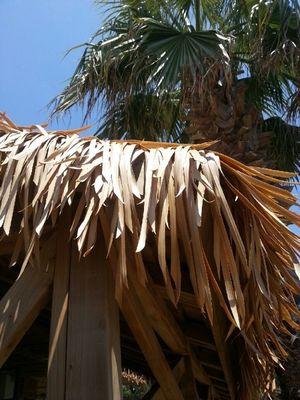Προσαρμοσμένο Αφρικανικό Τροπικό Κίτρινο Συνθετικό Θόλο για Διακόσμηση Οροφής στην καλύτερη περίπτωση